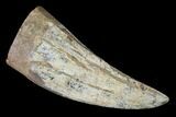 T-Rex (Tyrannosaurus rex) Tooth - South Dakota #143941-1